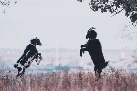 Two goats stay in front of each other in the country field. beauty gorgeous animal life scene.の写真素材