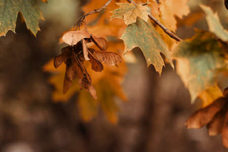 Golden maple foliage in autumn forest. Beautiful autumn background photoの写真素材