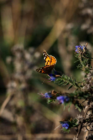 Monarch Butterfly on bush with blue flowers. Majestic spring sceneの写真素材