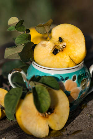 Natural organic quince right from garden in the vase with a branches and leaves.の写真素材