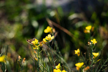 Yellow daffodils - blooming flowers in the spring garden. Beautiful wild daffodil flower in early morning light.の写真素材