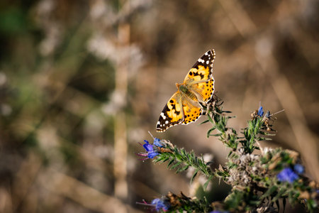 Beautiful little wild meadow of purple flowers with a butterfly on natural background.の写真素材
