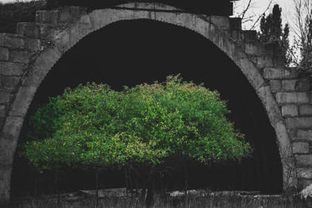 Conceptual photo of bright green three grows near a giant abandoned military hangar. Antiwar conceptual scene.の写真素材