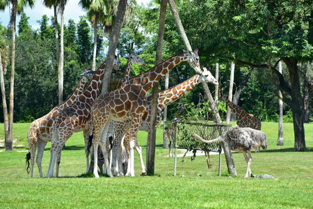Tampa, Florida. October 06, 2018 Giraffes eating with Rhea Pennata at Bush Gardens Tampa Bay Theme Park.のeditorial素材