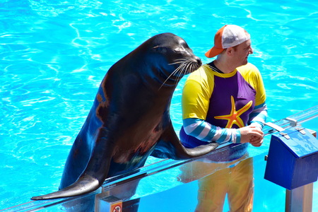 Orlando, Florida. September 09, 2018 Nice sea lion interacting with instructor in Seaworld Sea Lion Show.のeditorial素材