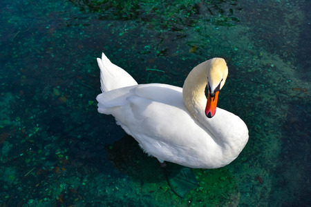 Orlando, Florida . December 24, 2018. Nice swan on green lake at Lake Eola Park in Orlando Downtown area.のeditorial素材