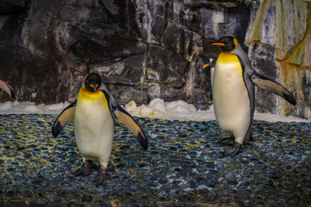 Orlando, Florida. June 17, 2019. Antarctica Empire of the Penguin at Seaworld 13のeditorial素材