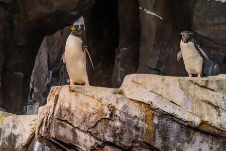 Orlando, Florida. June 18, 2019. Nice Penguing in Antarctica area at Seaworld 1のeditorial素材