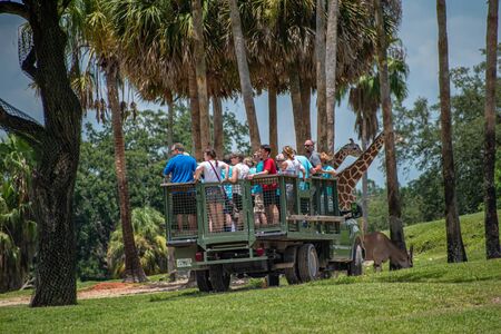 Tampa Bay, Florida. July 12, 2019. Safari truck moves away from giraffes and zebras area at Busch Gardens (3)のeditorial素材
