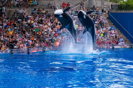 Orlando, Florida. July 18, 2019. Majestic killer whales jumping in One Ocean show at Seaworld 9のeditorial素材