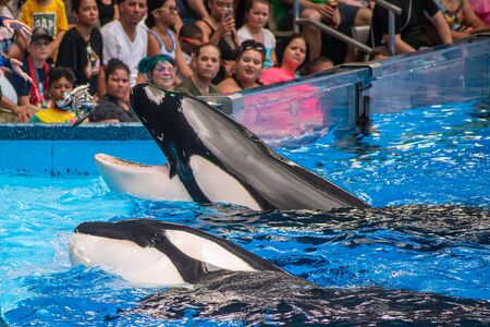 Orlando, Florida. July 18, 2019. People having fun majestic killer whales in One Ocean show at Seaworld 2のeditorial素材