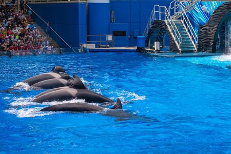 Orlando, Florida. July 18, 2019. People having fun majestic killer whales in One Ocean show at Seaworld 7のeditorial素材