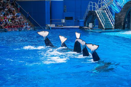 Orlando, Florida. July 18, 2019. People having fun majestic killer whales in One Ocean show at Seaworld 8のeditorial素材