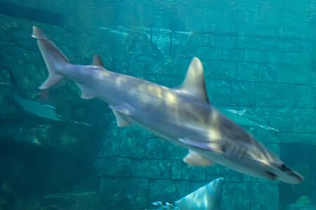 Orlando, Florida. July 25, 2019. Shark and blanket rays in Aquarium at Seaworld.のeditorial素材