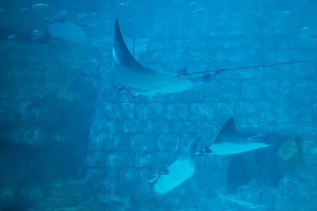 Orlando, Florida. July 25, 2019. Sharks and Blanket rays in Aquarium at Seaworld 39