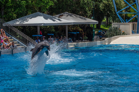 Orlando, Florida. July 29, 2019. Dolphin jumping in Dolphin Days show at Seaworld 33