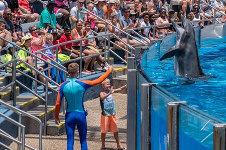 Orlando, Florida. July 29, 2019. Lovable dolphing playing with trainer and little child in Dolphin Days show at Seaworld 3のeditorial素材