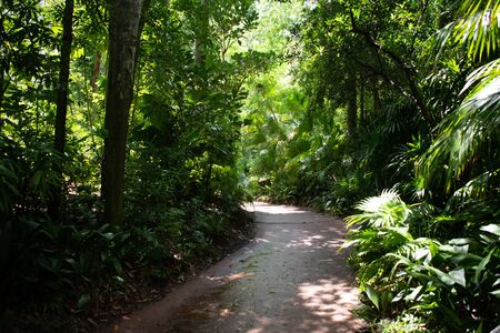 Orlando, Florida. August 14, 2019. Jungle vegetation at Animal Kingdom (93)のeditorial素材