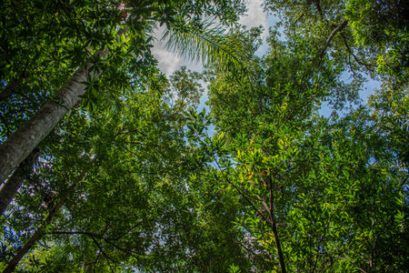 Orlando, Florida. August 14, 2019. Jungle vegetation at Animal Kingdom (94)