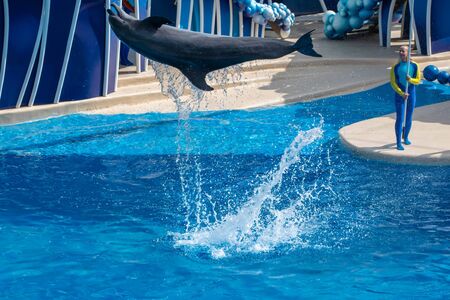 Orlando, Florida. September 30, 2019. Dolphin jumping in Dolphin Days Show at Seaworld (81)のeditorial素材