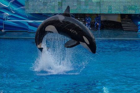 Orlando, Florida. September 30, 2019. Spectacular killer whale in One Ocean Show at Seaworld (12)のeditorial素材