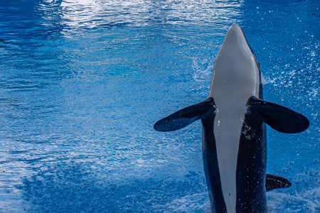 Orlando, Florida. September 30, 2019. Spectacular killer whale in One Ocean Show at Seaworld (16)