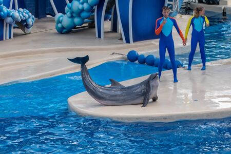 Orlando, Florida. September 30, 2019. Trainer giving directions to dolphin out of the water at Seaworld (20)のeditorial素材