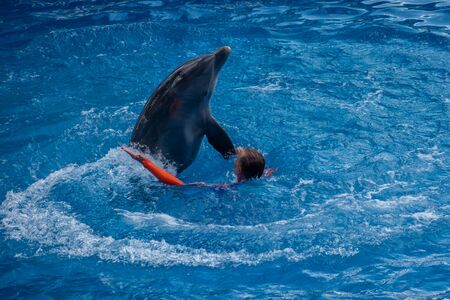 Orlando, Florida. September 30, 2019. Trainer playing with dolphin in Dolphin Days Show at Seaworld (5)のeditorial素材