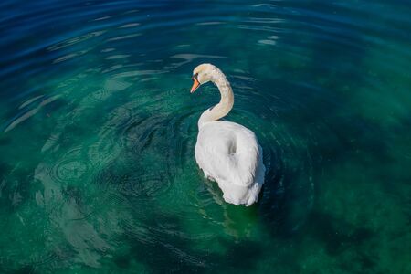 Orlando, Florida . October 12, 2019 Nice swan on green lake at Lake Eola Park in Orlando Downtown area 2のeditorial素材