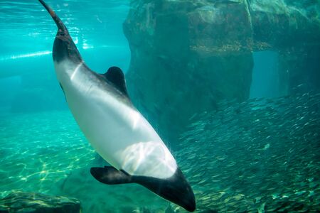 Orlando, Florida. October 24, 2019. Beautiful black and white dolphin at Aquatica 2のeditorial素材