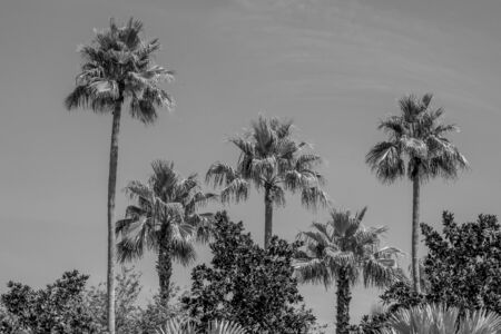 Orlando, Florida. July 16, 2019. Top view of palm trees in gardens of JW Marriott hotelのeditorial素材