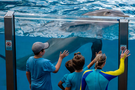Orlando, Florida. November 06, 2019. Children and coach playing with dolphin at Seaworld (3