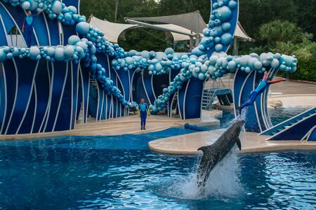 Orlando, Florida. November 06, 2019. Trainer jumping on dolphin at Seaworld 2のeditorial素材