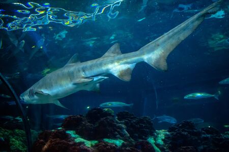 Orlando, Florida. November 06, 2019. Big shark at Seaworldのeditorial素材