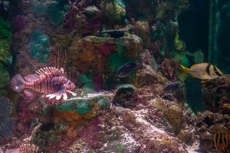 Orlando, Florida. November 06, 2019. Colorful fish at Aquarium in Seaworld