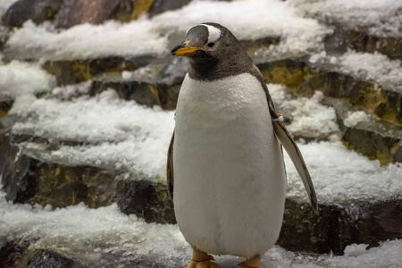 Orlando, Florida. November 06, 2019. Emperor Penguin in Antarctica area at Seaworld 1のeditorial素材