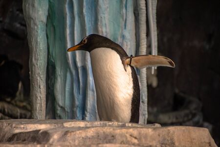 Orlando, Florida. November 06, 2019. Emperor Penguin in Antarctica area at Seaworld 2のeditorial素材