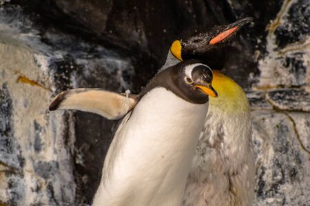 Orlando, Florida. November 06, 2019. Emperor penguins in Antarctica area at Seaworld 5のeditorial素材