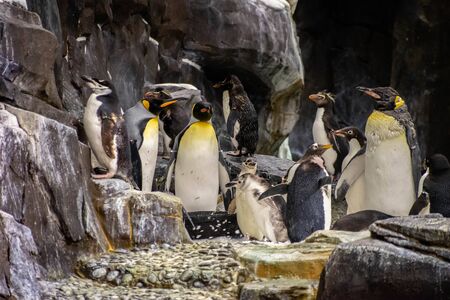 Orlando, Florida. November 06, 2019. Emperor penguins in Antarctica area at Seaworld 10のeditorial素材