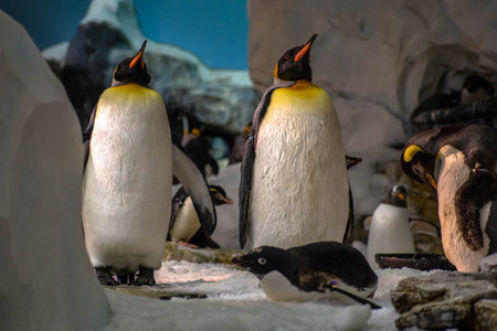 Orlando, Florida. November 06, 2019. Emperor penguins in Antarctica area at Seaworld 12のeditorial素材