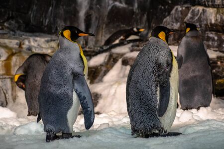 Orlando, Florida. November 06, 2019. Emperor penguins in Antarctica area at Seaworld 15のeditorial素材