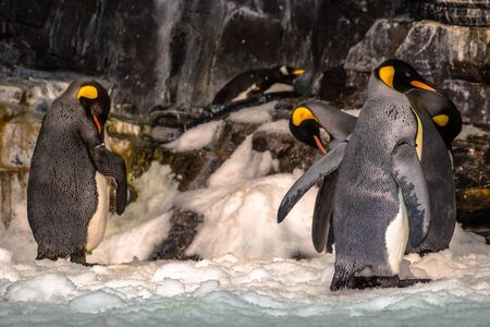 Orlando, Florida. November 06, 2019. Emperor penguins in Antarctica area at Seaworld 17のeditorial素材
