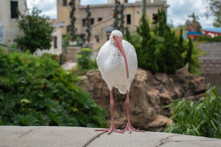 Orlando, Florida. November 06, 2019. Nice bird on beautiful background at Seaworld 2のeditorial素材