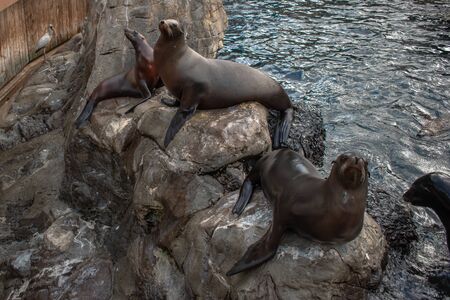Orlando, Florida. November 06, 2019. Nice Sea Lions at Seaworld 1のeditorial素材
