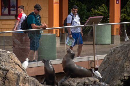 Orlando, Florida. November 06, 2019. People watching sea lions at Seaworld 2のeditorial素材