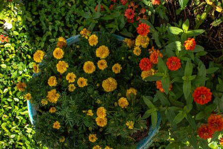 Orlando, Florida. November 06, 2019. Top view of colorful flowers at Seaworldのeditorial素材
