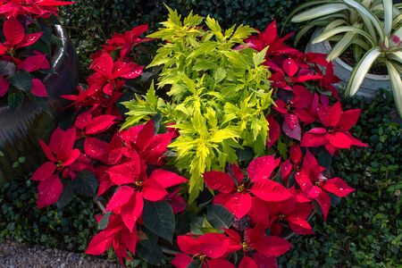 Orlando, Florida . November 22, 2019. Beautiful Holidays plants at Seaworld s Christmas Celebration 2のeditorial素材