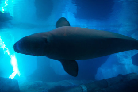 Orlando, Florida . November 22, 2019. Beluga in Wild Artic at Seaworld 2