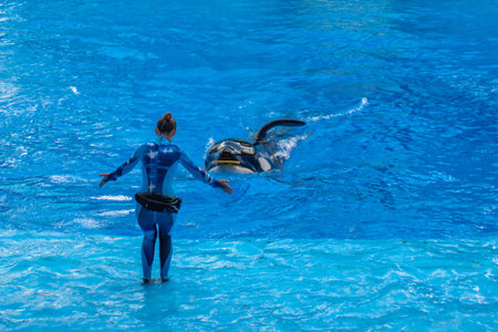 Orlando, Florida. November 22. 2019. Trainer giving directions and playing with killer whale in One...