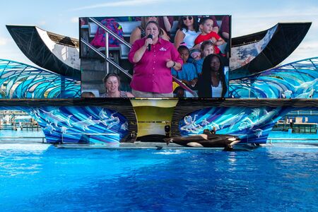 Orlando, Florida. November 22. 2019. Coach stroking whale in One Ocean Show at Seaworld 11のeditorial素材